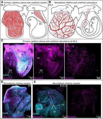 Origin and flow-mediated remodeling of the murine and human extraembryonic circulation systems